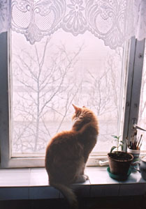 Кот на окне
